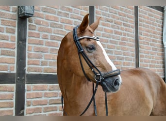Oldenburger, Wallach, 12 Jahre, 172 cm, Fuchs