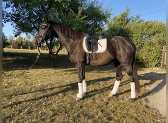 Oldenburger, Wallach, 12 Jahre, 172 cm, Rappe