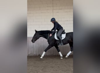 Oldenburger, Wallach, 12 Jahre, 172 cm, Rappe