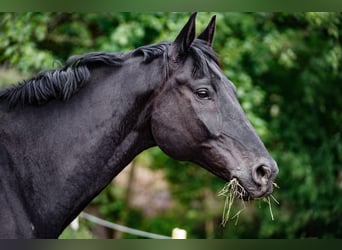 Oldenburger, Wallach, 12 Jahre, 172 cm, Schwarzbrauner