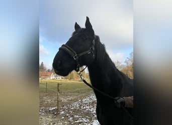 Oldenburger, Wallach, 12 Jahre, 173 cm, Rappe