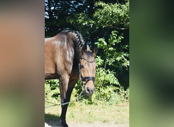 Oldenburger, Wallach, 12 Jahre, 174 cm, Dunkelbrauner