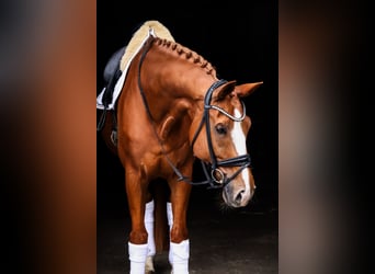 Oldenburger, Wallach, 12 Jahre, 174 cm, Fuchs