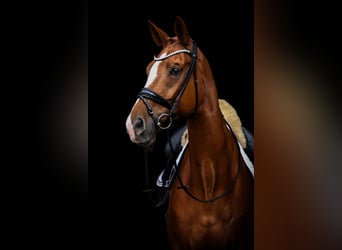 Oldenburger, Wallach, 12 Jahre, 174 cm, Fuchs