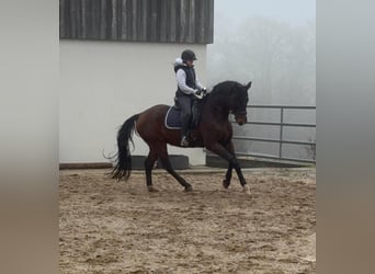 Oldenburger, Wallach, 12 Jahre, 175 cm, Brauner