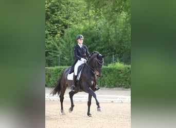Oldenburger, Wallach, 12 Jahre, 175 cm, Dunkelbrauner