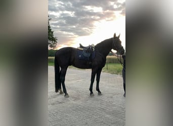 Oldenburger, Wallach, 12 Jahre, 175 cm, Rappe