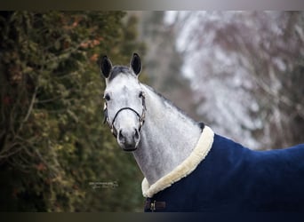 Oldenburger, Wallach, 12 Jahre, 175 cm, Schimmel
