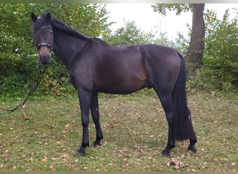 Oldenburger, Wallach, 12 Jahre, 180 cm, Dunkelbrauner