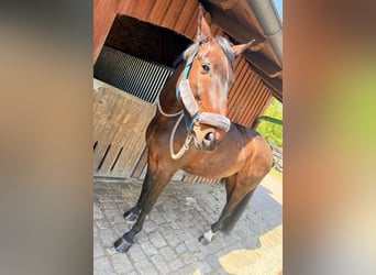 Oldenburger, Wallach, 12 Jahre, 183 cm, Brauner