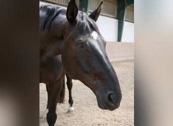 Oldenburger, Wallach, 12 Jahre