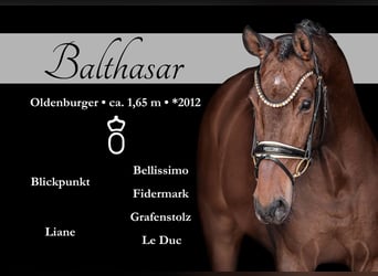 Oldenburger, Wallach, 13 Jahre, 165 cm, Brauner