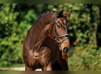 Oldenburger, Wallach, 13 Jahre, 165 cm, Brauner