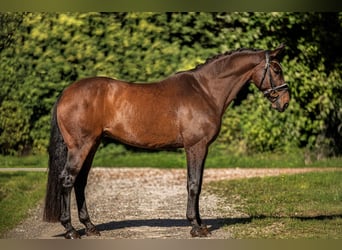 Oldenburger, Wallach, 13 Jahre, 165 cm, Brauner