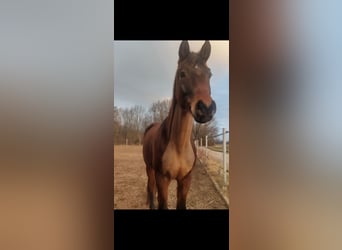 Oldenburger, Wallach, 13 Jahre, 165 cm