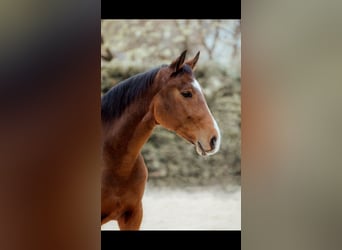 Oldenburger, Wallach, 13 Jahre, 167 cm, Brauner