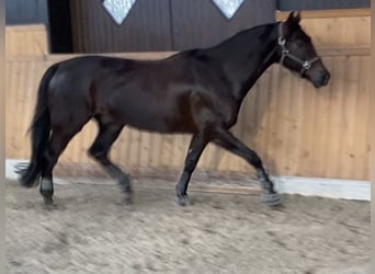 Oldenburger, Wallach, 13 Jahre, 168 cm, Dunkelfuchs