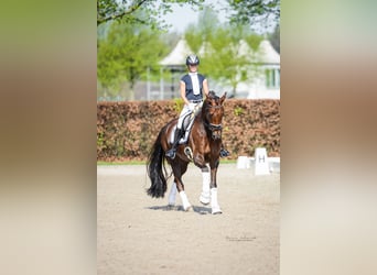 Oldenburger, Wallach, 13 Jahre, 168 cm, Dunkelfuchs