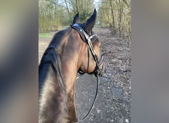 Oldenburger, Wallach, 13 Jahre, 168 cm, Dunkelfuchs