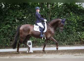 Oldenburger, Wallach, 13 Jahre, 168 cm, Dunkelfuchs