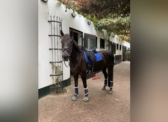 Oldenburger, Wallach, 13 Jahre, 168 cm, Dunkelfuchs