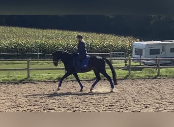 Oldenburger, Wallach, 13 Jahre, 168 cm, Schwarzbrauner
