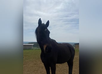 Oldenburger, Wallach, 13 Jahre, 170 cm, Dunkelbrauner