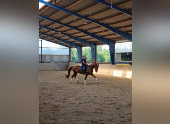 Oldenburger, Wallach, 13 Jahre, 170 cm, Fuchs