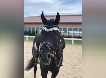 Oldenburger, Wallach, 13 Jahre, 173 cm, Rappe