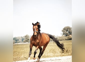 Oldenburger, Wallach, 13 Jahre, 174 cm, Brauner