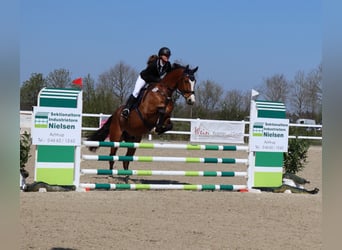 Oldenburger, Wallach, 13 Jahre, 175 cm, Brauner