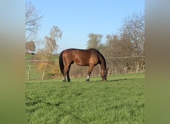 Oldenburger, Wallach, 13 Jahre, 178 cm, Brauner