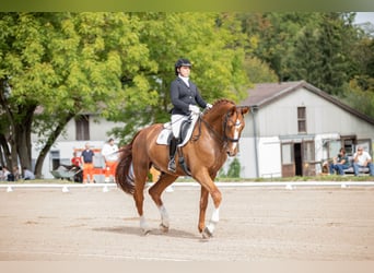 Oldenburger, Wallach, 13 Jahre, 178 cm, Fuchs