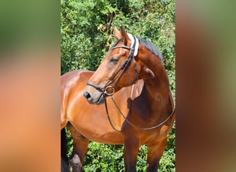 Oldenburger, Wallach, 13 Jahre, 181 cm, Dunkelbrauner
