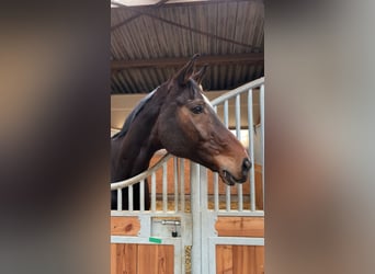 Oldenburger, Wallach, 13 Jahre, 183 cm, Dunkelbrauner