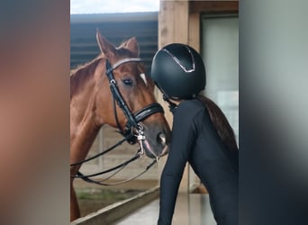 Oldenburger, Wallach, 13 Jahre, 62 cm, Braunfalbschimmel