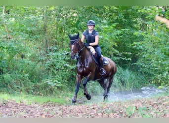 Oldenburger, Wallach, 14 Jahre, 162 cm, Brauner
