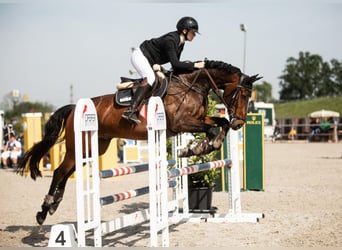 Oldenburger, Wallach, 14 Jahre, 162 cm, Brauner