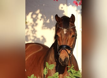 Oldenburger, Wallach, 14 Jahre, 163 cm, Rotbrauner
