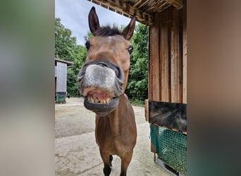 Oldenburger, Wallach, 14 Jahre, 165 cm, Brauner