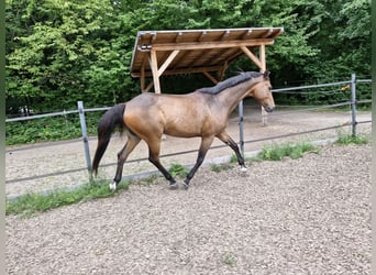 Oldenburger, Wallach, 14 Jahre, 165 cm, Brauner