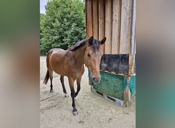 Oldenburger, Wallach, 14 Jahre, 165 cm, Brauner