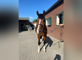 Oldenburger, Wallach, 14 Jahre, 166 cm, Brauner