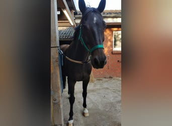 Oldenburger, Wallach, 14 Jahre, 166 cm, Dunkelbrauner