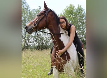 Oldenburger, Wallach, 14 Jahre, 166 cm, Schecke