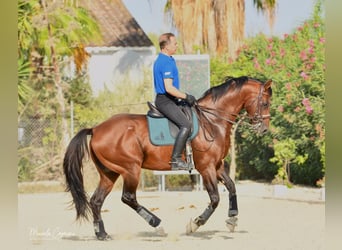 Oldenburger, Wallach, 14 Jahre, 168 cm, Brauner