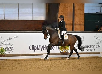Oldenburger, Wallach, 14 Jahre, 168 cm, Dunkelbrauner