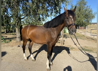 Oldenburger, Wallach, 14 Jahre, 170 cm, Brauner