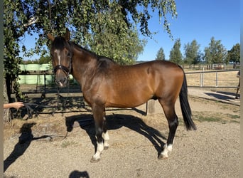 Oldenburger, Wallach, 14 Jahre, 170 cm, Brauner