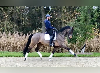 Oldenburger, Wallach, 14 Jahre, 170 cm, Dunkelbrauner